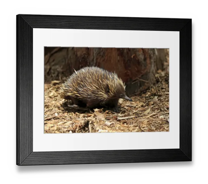 Framed Print : Short-nosed Echidna (Tachyglossus aculeatus) adult, foraging amongst leaf litter, South Australia, Australia, October