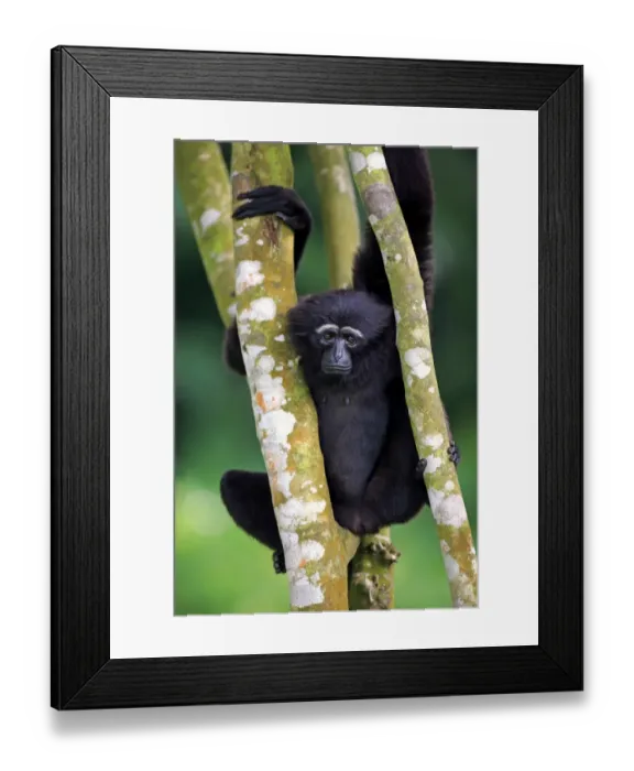 Framed Print : Agile Gibbon (Hylobates agilis) adult female, clinging to branches (captive) Framed Print : Agile Gibbon (Hylobates agilis) adult female, clinging to branches (captive)