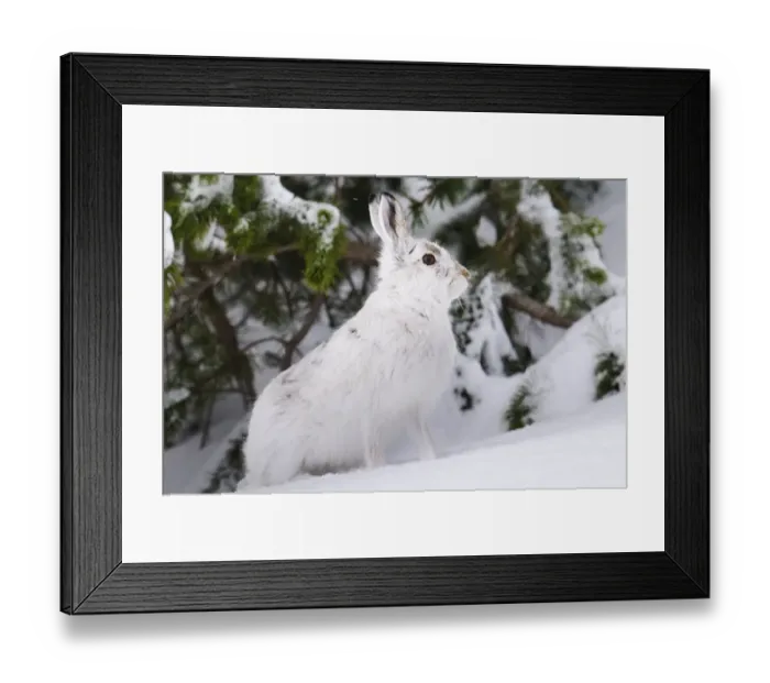 Framed Print : Mountain Hare (Lepus timidus) adult, in winter coat, standing alert in front of snow covered pines, Cairngorms N. P Framed Print : Mountain Hare (Lepus timidus) adult, in winter coat, standing alert in front of snow covered pines, Cairngorms N. P