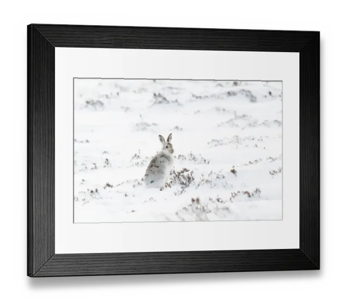 Framed Print : Mountain Hare (Lepus timidus) adult, in winter coat, sitting on snow covered mountainside, Glen Clunie, Cairngorms N. P Framed Print : Mountain Hare (Lepus timidus) adult, in winter coat, sitting on snow covered mountainside, Glen Clunie, Cairngorms N. P