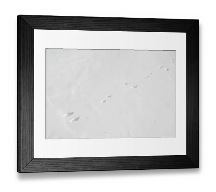 Framed Print : Mountain Hare (Lepus timidus) footprints with back feet together and smaller front feet offset Framed Print : Mountain Hare (Lepus timidus) footprints with back feet together and smaller front feet offset