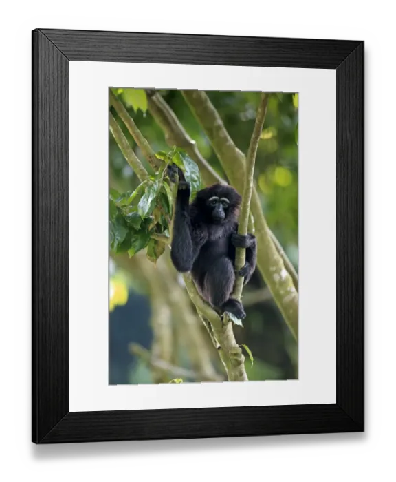 Framed Print : Agile Gibbon (Hylobates agilis) adult female, clinging to branches (captive) Framed Print : Agile Gibbon (Hylobates agilis) adult female, clinging to branches (captive)