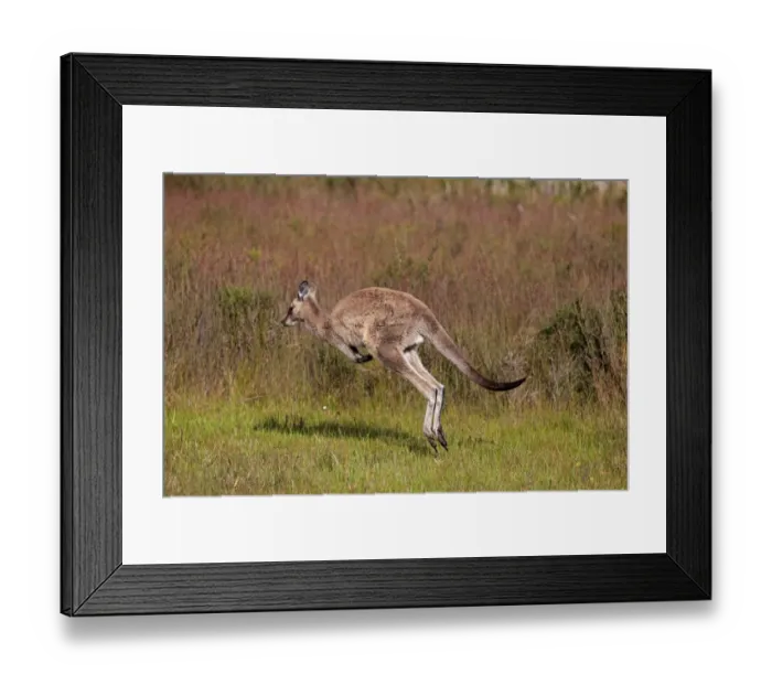 Framed Print : Eastern Grey Kangaroo (Macropus giganteus) adult female, jumping, Wilsons Promontory N. P. Victoria, Australia, November Framed Print : Eastern Grey Kangaroo (Macropus giganteus) adult female, jumping, Wilsons Promontory N. P. Victoria, Australia, November