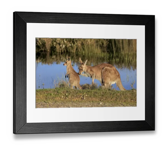 Framed Print : Eastern Grey Kangaroo (Macropus giganteus) adult female with young, standing at edge of water, Wilsons Promontory N. P Framed Print : Eastern Grey Kangaroo (Macropus giganteus) adult female with young, standing at edge of water, Wilsons Promontory N. P