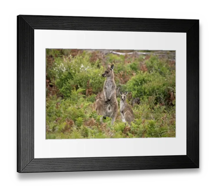 Framed Print : Eastern Grey Kangaroo (Macropus giganteus) adult female with young, standing amongst ferns, Wilsons Promontory N. P Framed Print : Eastern Grey Kangaroo (Macropus giganteus) adult female with young, standing amongst ferns, Wilsons Promontory N. P