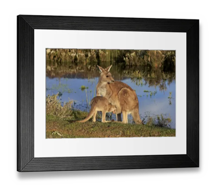 Framed Print : Eastern Grey Kangaroo (Macropus giganteus) adult female with young, looking into pouch, standing at edge of water