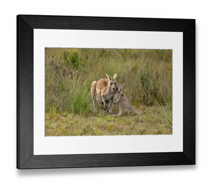 Framed Print : Eastern Grey Kangaroo (Macropus giganteus) adult female with young, standing together, Wilsons Promontory N. P