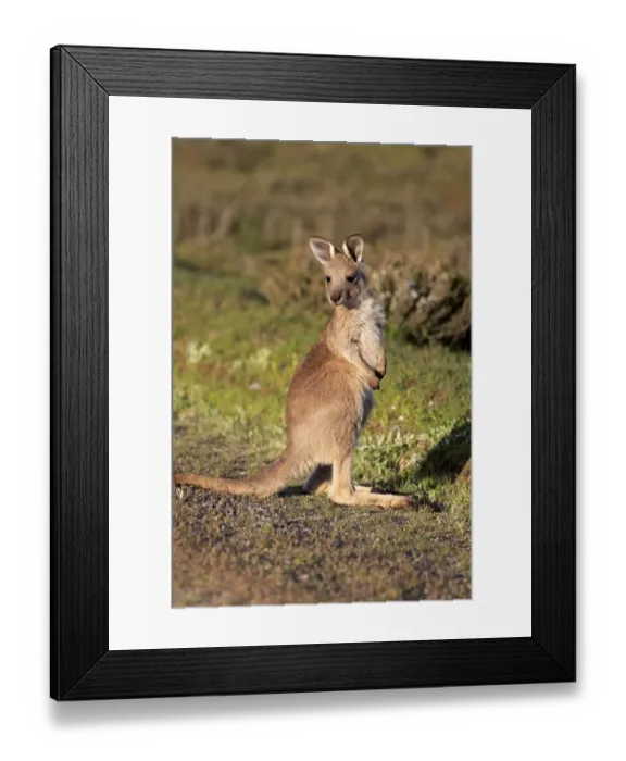 Framed Print : Eastern Grey Kangaroo (Macropus giganteus) young, standing, Wilsons Promontory N. P. Victoria, Australia, November