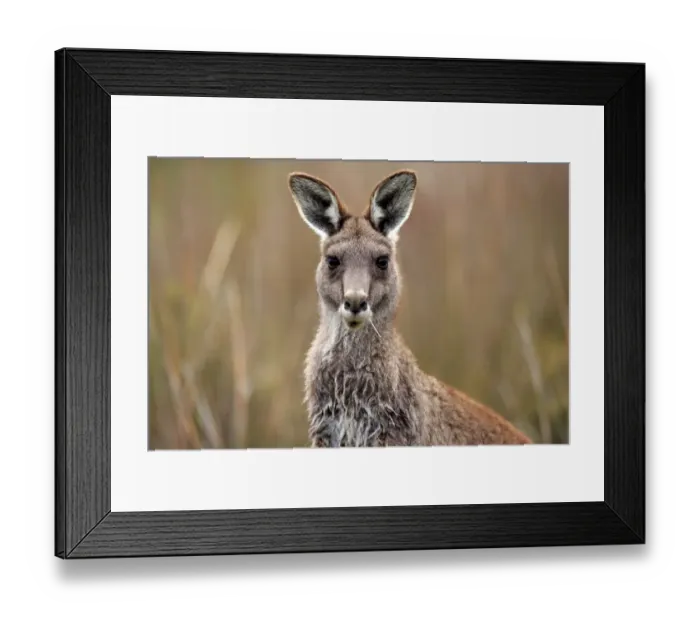Framed Print : Eastern Grey Kangaroo (Macropus giganteus) adult, close-up of head, feeding, Wilsons Promontory N. P Framed Print : Eastern Grey Kangaroo (Macropus giganteus) adult, close-up of head, feeding, Wilsons Promontory N. P