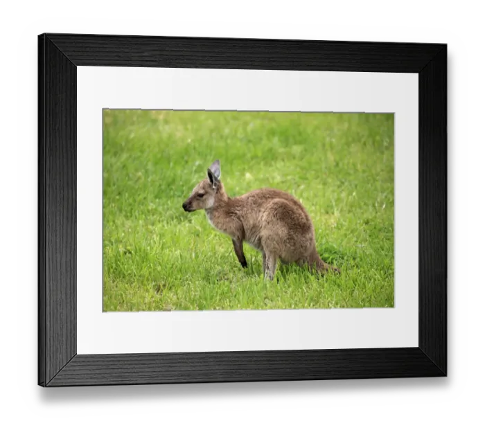 Framed Print : Western Grey Kangaroo (Macropus fuliginosus melanops) young, standing on grass, South Australia, Australia, October Framed Print : Western Grey Kangaroo (Macropus fuliginosus melanops) young, standing on grass, South Australia, Australia, October