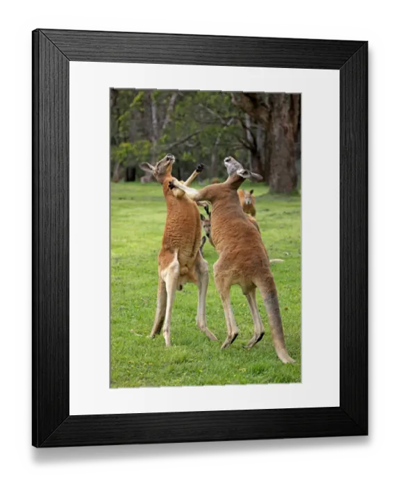 Framed Print : Red Kangaroo (Macropus rufus) two adult males, fighting, South Australia, Australia, October Framed Print : Red Kangaroo (Macropus rufus) two adult males, fighting, South Australia, Australia, October