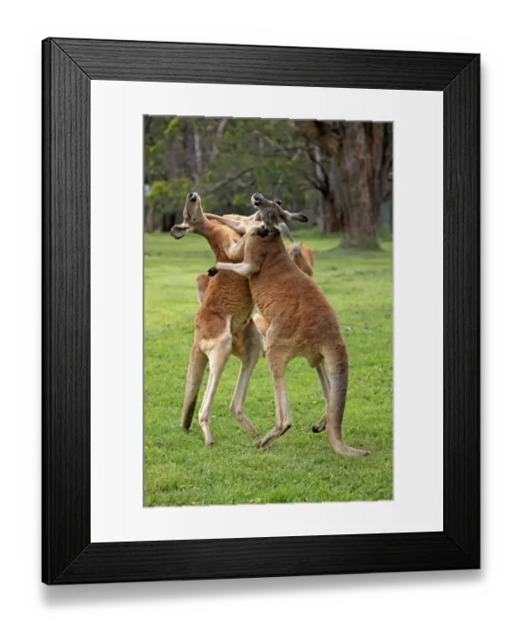 Framed Print : Red Kangaroo (Macropus rufus) two adult males, fighting, South Australia, Australia, October