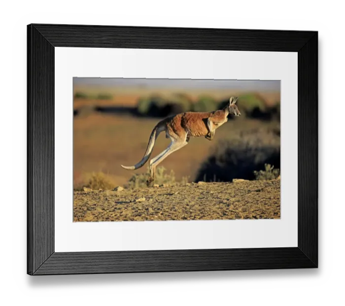 Framed Print : Red Kangaroo (Macropus rufus) adult male, jumping in dry outback, Sturt N. P. New South Wales, Australia, October Framed Print : Red Kangaroo (Macropus rufus) adult male, jumping in dry outback, Sturt N. P. New South Wales, Australia, October