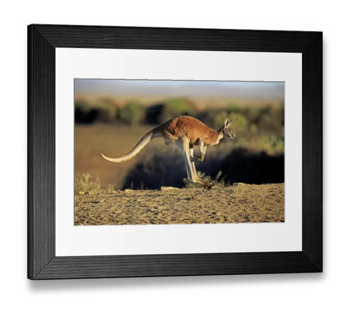 Framed Print : Red Kangaroo (Macropus rufus) adult male, jumping in dry outback, Sturt N. P. New South Wales, Australia, October Framed Print : Red Kangaroo (Macropus rufus) adult male, jumping in dry outback, Sturt N. P. New South Wales, Australia, October
