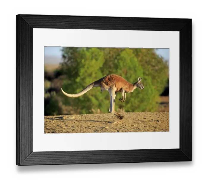 Framed Print : Red Kangaroo (Macropus rufus) adult male, jumping in dry outback, Sturt N. P. New South Wales, Australia, October Framed Print : Red Kangaroo (Macropus rufus) adult male, jumping in dry outback, Sturt N. P. New South Wales, Australia, October