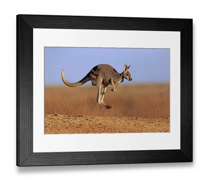 Framed Print : Red Kangaroo (Macropus rufus) adult female, jumping in dry outback, Sturt N. P. New South Wales, Australia, October Framed Print : Red Kangaroo (Macropus rufus) adult female, jumping in dry outback, Sturt N. P. New South Wales, Australia, October