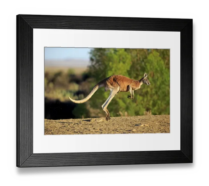 Framed Print : Red Kangaroo (Macropus rufus) adult male, jumping in dry outback, Sturt N. P. New South Wales, Australia, October Framed Print : Red Kangaroo (Macropus rufus) adult male, jumping in dry outback, Sturt N. P. New South Wales, Australia, October