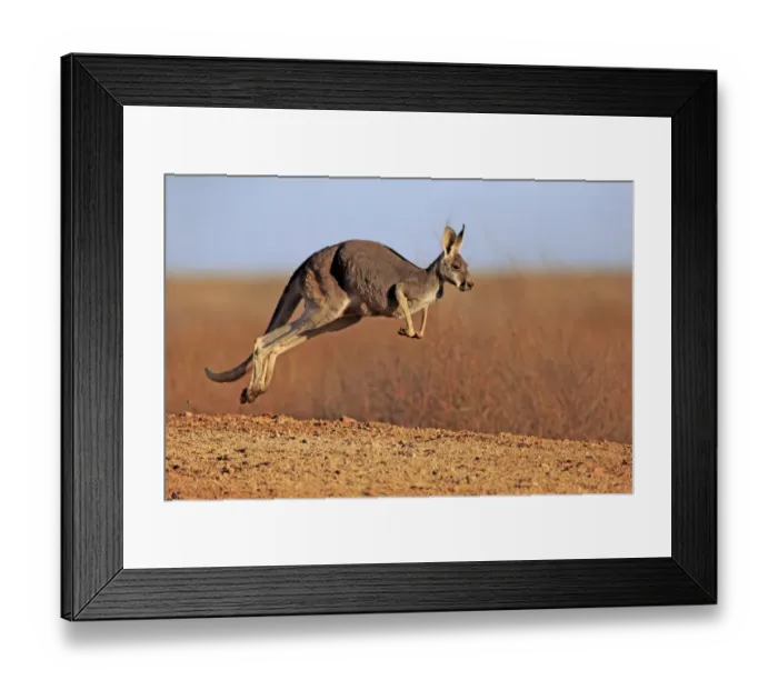 Framed Print : Red Kangaroo (Macropus rufus) adult female, jumping in dry outback, Sturt N. P. New South Wales, Australia, October Framed Print : Red Kangaroo (Macropus rufus) adult female, jumping in dry outback, Sturt N. P. New South Wales, Australia, October