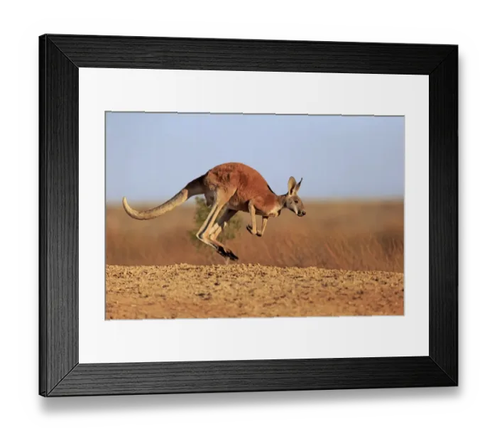 Framed Print : Red Kangaroo (Macropus rufus) adult male, jumping in dry outback, Sturt N. P. New South Wales, Australia, October Framed Print : Red Kangaroo (Macropus rufus) adult male, jumping in dry outback, Sturt N. P. New South Wales, Australia, October