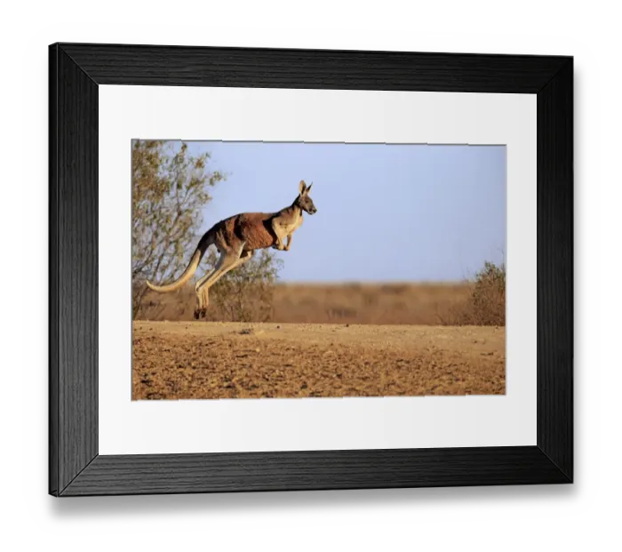 Framed Print : Red Kangaroo (Macropus rufus) adult male, jumping in dry outback, Sturt N. P. New South Wales, Australia, October