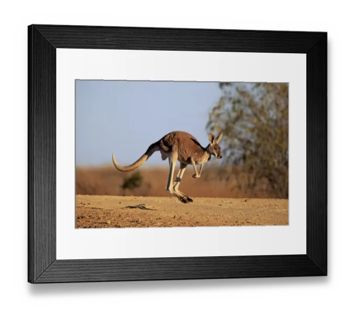 Framed Print : Red Kangaroo (Macropus rufus) adult male, jumping in dry outback, Sturt N. P. New South Wales, Australia, October Framed Print : Red Kangaroo (Macropus rufus) adult male, jumping in dry outback, Sturt N. P. New South Wales, Australia, October