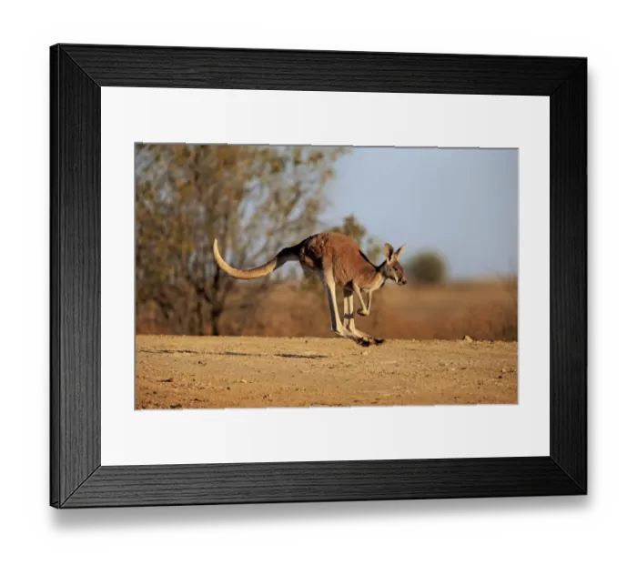 Framed Print : Red Kangaroo (Macropus rufus) adult male, jumping in dry outback, Sturt N. P. New South Wales, Australia, October Framed Print : Red Kangaroo (Macropus rufus) adult male, jumping in dry outback, Sturt N. P. New South Wales, Australia, October
