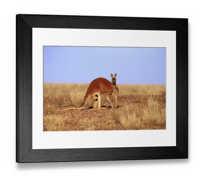 Framed Print : Red Kangaroo (Macropus rufus) adult male, standing in dry outback, Sturt N. P. New South Wales, Australia, October Framed Print : Red Kangaroo (Macropus rufus) adult male, standing in dry outback, Sturt N. P. New South Wales, Australia, October