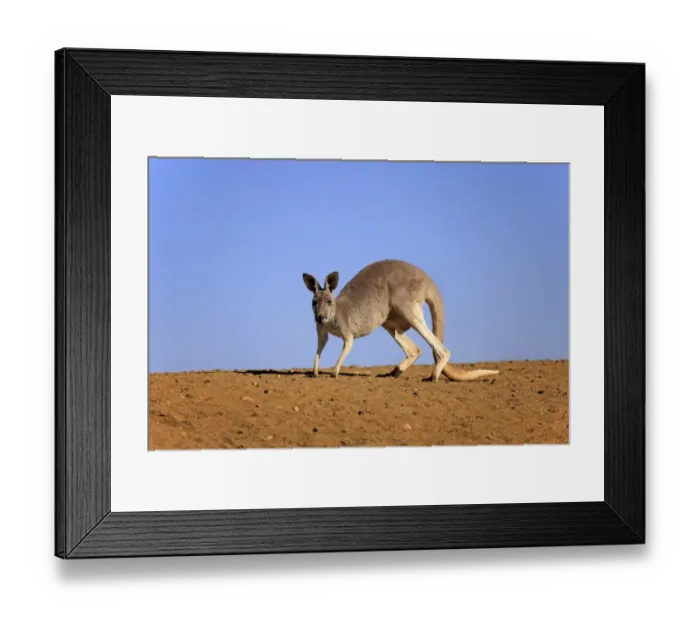 Framed Print : Red Kangaroo (Macropus rufus) adult female, walking in dry outback, Sturt N. P. New South Wales, Australia, October Framed Print : Red Kangaroo (Macropus rufus) adult female, walking in dry outback, Sturt N. P. New South Wales, Australia, October
