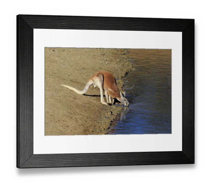 Framed Print : Red Kangaroo (Macropus rufus) adult male, drinking, Sturt N. P. New South Wales, Australia, October Framed Print : Red Kangaroo (Macropus rufus) adult male, drinking, Sturt N. P. New South Wales, Australia, October