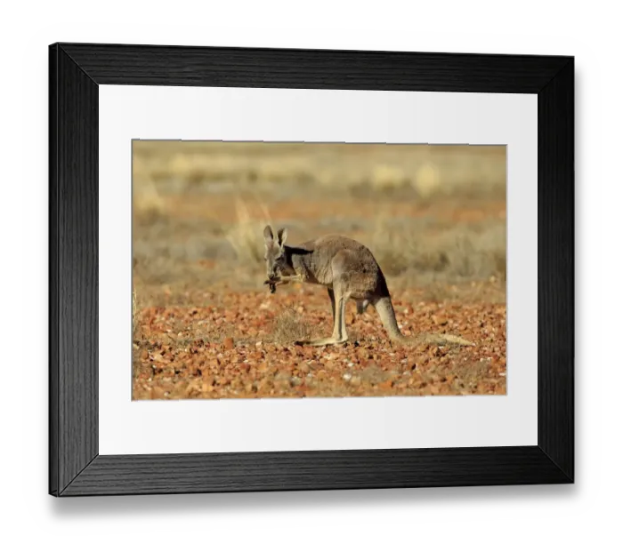 Framed Print : Red Kangaroo (Macropus rufus) immature, licking arms to keep cool, standing in dry outback, Sturt N. P Framed Print : Red Kangaroo (Macropus rufus) immature, licking arms to keep cool, standing in dry outback, Sturt N. P
