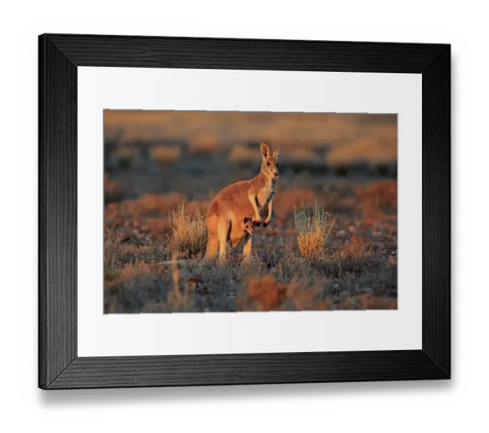 Framed Print : Red Kangaroo (Macropus rufus) adult female with young, looking out from pouch, standing in dry outback at sunset Framed Print : Red Kangaroo (Macropus rufus) adult female with young, looking out from pouch, standing in dry outback at sunset