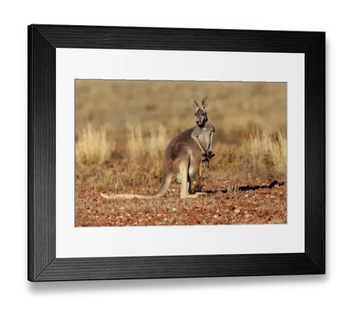 Framed Print : Red Kangaroo (Macropus rufus) adult female with young, looking out from pouch, standing in dry outback, Sturt N. P Framed Print : Red Kangaroo (Macropus rufus) adult female with young, looking out from pouch, standing in dry outback, Sturt N. P