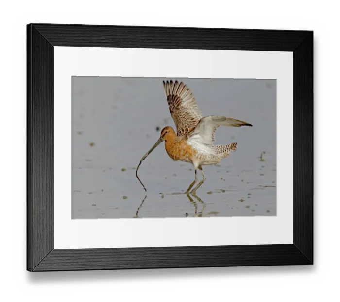Framed Print : Asian Dowitcher (Limnodromus semipalmatus) adult, partial breeding plumage, with invertebrate prey in beak Framed Print : Asian Dowitcher (Limnodromus semipalmatus) adult, partial breeding plumage, with invertebrate prey in beak
