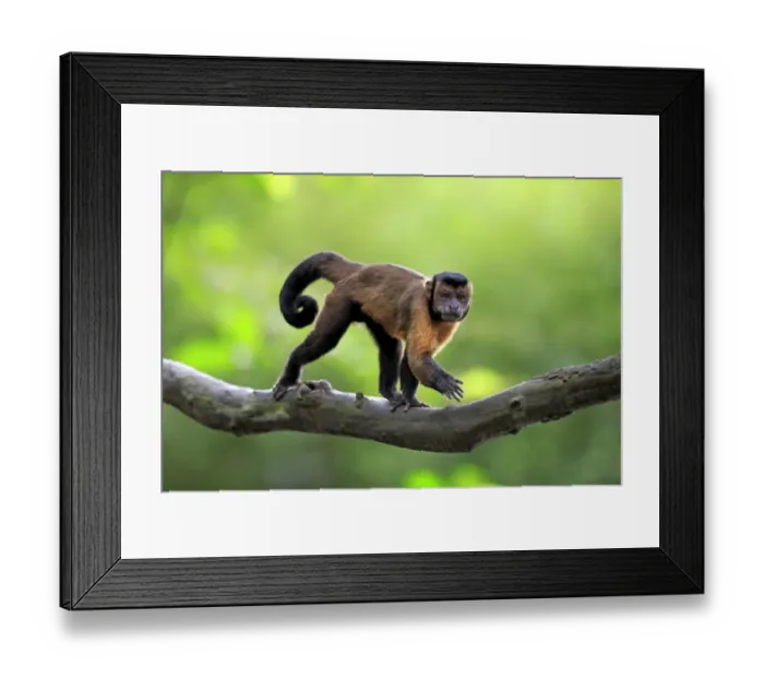 Framed Print : Brown Capuchin (Cebus apella) adult, walking along branch (captive) Framed Print : Brown Capuchin (Cebus apella) adult, walking along branch (captive)