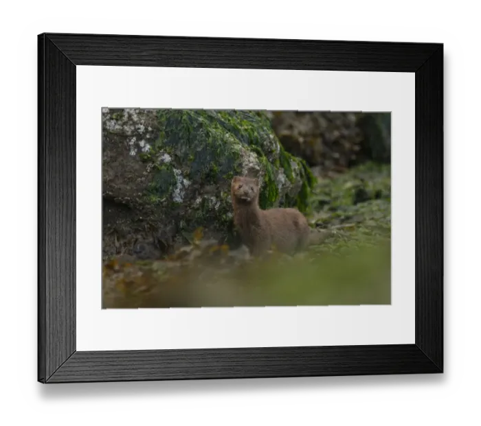 Framed Print : American Mink (Neovison vison) adult, standing on shoreline, Strait of Georgia, Gulf Islands, British Columbia, Canada