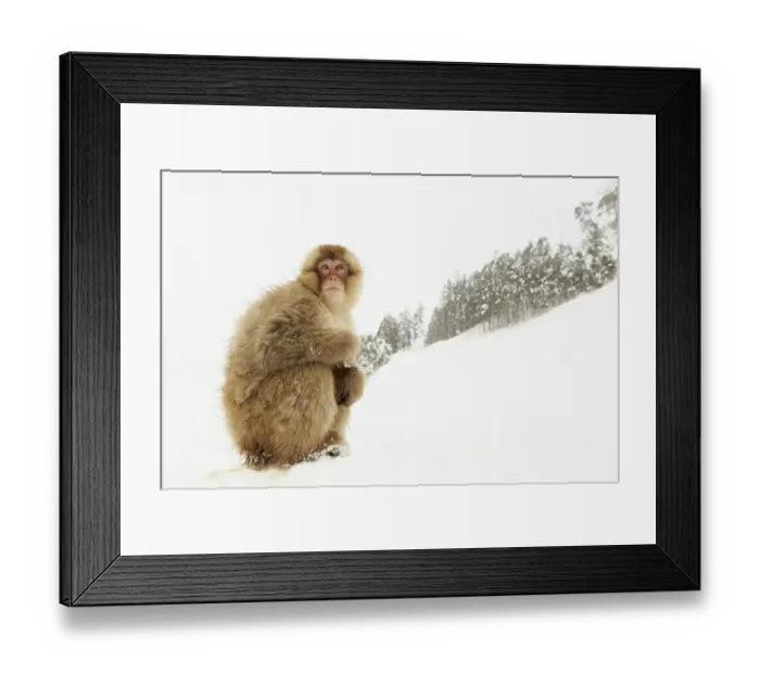 Framed Print : Japanese Macaque (Macaca fuscata) adult, sitting on heavy snow in forest habitat, near Nagano, Honshu, Japan, February