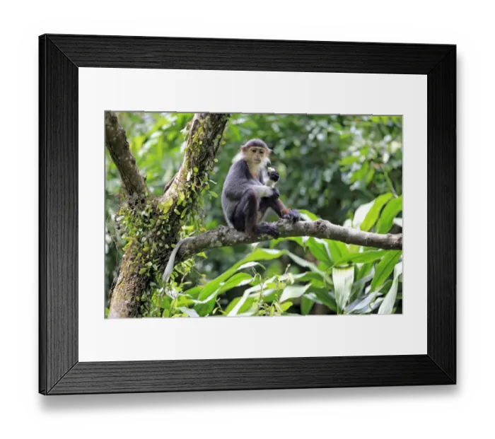 Framed Print : Red-shanked Douc Langur (Pygathrix nemaeus) subadult, feeding, sitting on branch (captive) Framed Print : Red-shanked Douc Langur (Pygathrix nemaeus) subadult, feeding, sitting on branch (captive)