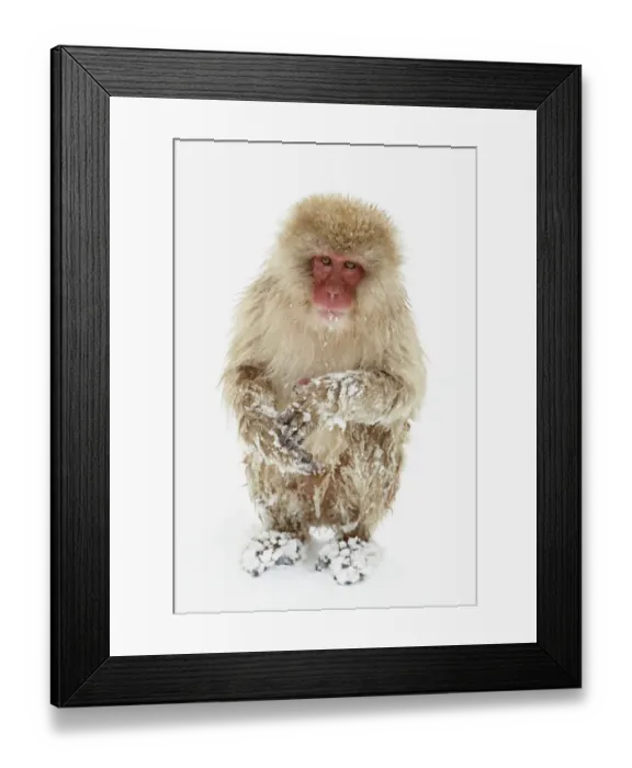 Framed Print : Japanese Macaque (Macaca fuscata) adult, sitting in heavy snow, near Nagano, Honshu, Japan, February Framed Print : Japanese Macaque (Macaca fuscata) adult, sitting in heavy snow, near Nagano, Honshu, Japan, February