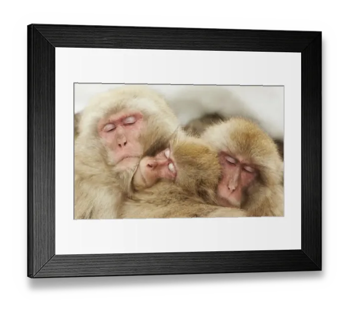 Framed Print : Japanese Macaque (Macaca fuscata) adults and immature, huddled together for warmth, near Nagano, Honshu, Japan Framed Print : Japanese Macaque (Macaca fuscata) adults and immature, huddled together for warmth, near Nagano, Honshu, Japan