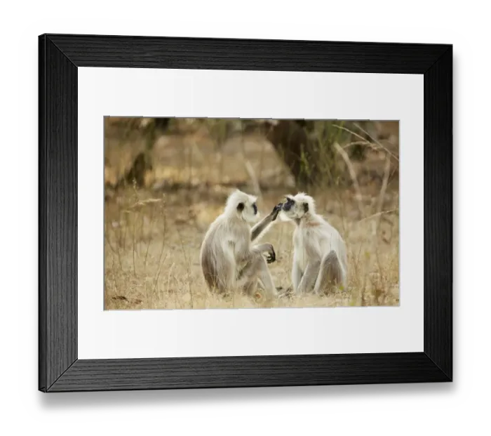 Framed Print : Northern Plains Grey Langur (Semnopithecus entellus) adult pair, mutual grooming, sitting on ground, Bandhavgarh N. P Framed Print : Northern Plains Grey Langur (Semnopithecus entellus) adult pair, mutual grooming, sitting on ground, Bandhavgarh N. P