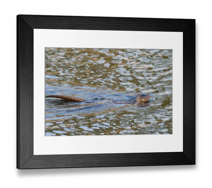Framed Print : European Otter (Lutra lutra) adult male, swimming in river, with head and tail out of water, River Lune, Halton Framed Print : European Otter (Lutra lutra) adult male, swimming in river, with head and tail out of water, River Lune, Halton