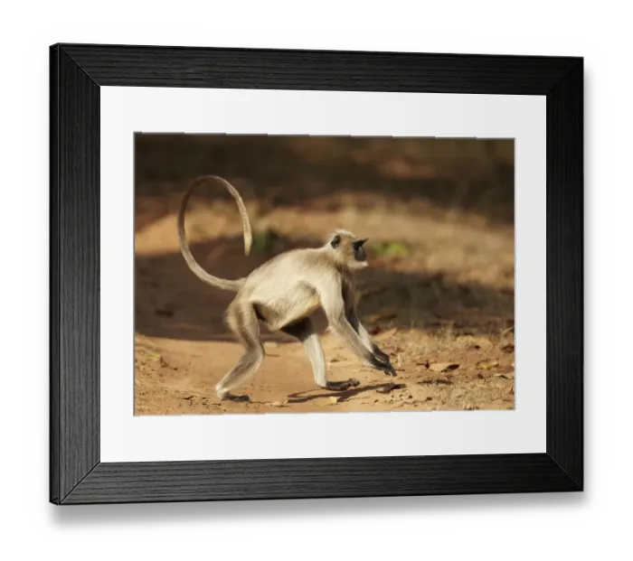 Framed Print : Northern Plains Grey Langur (Semnopithecus entellus) adult, running with characteristically curved tail Framed Print : Northern Plains Grey Langur (Semnopithecus entellus) adult, running with characteristically curved tail