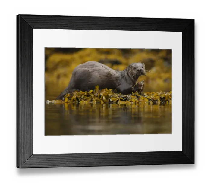 Framed Print : North American River Otter (Lontra canadensis) adult, with scarred head and nose Framed Print : North American River Otter (Lontra canadensis) adult, with scarred head and nose