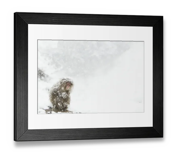 Framed Print : Japanese Macaque (Macaca fuscata) adult, huddled up during heavy snowfall, near Nagano, Honshu, Japan, February Framed Print : Japanese Macaque (Macaca fuscata) adult, huddled up during heavy snowfall, near Nagano, Honshu, Japan, February