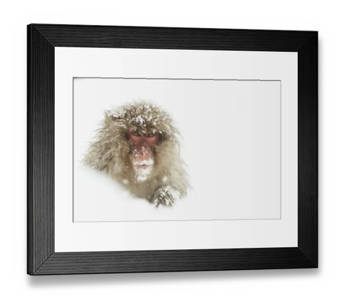 Framed Print : Japanese Macaque (Macaca fuscata) adult, sitting in heavy snow, near Nagano, Honshu, Japan, February Framed Print : Japanese Macaque (Macaca fuscata) adult, sitting in heavy snow, near Nagano, Honshu, Japan, February