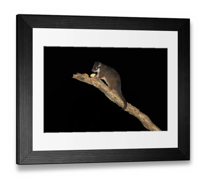 Framed Print : Common Ringtail Possum (Pseudocheirus peregrinus) adult, feeding on fruit at night, Wilsons Promontory N. P Framed Print : Common Ringtail Possum (Pseudocheirus peregrinus) adult, feeding on fruit at night, Wilsons Promontory N. P