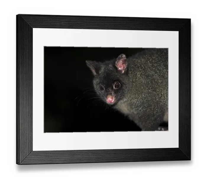 Framed Print : Common Brushtail Possum (Trichosurus vulpecula) black morph, adult, close-up of head, at night, Wilsons Promontory N. P