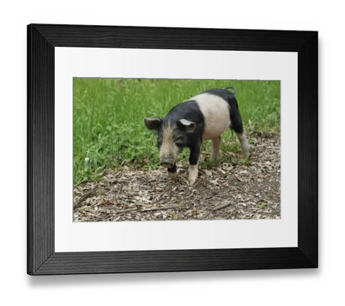 Framed Print : Feral Pig, piglet, foraging on mountain roadside verge, Corsica, France, April Framed Print : Feral Pig, piglet, foraging on mountain roadside verge, Corsica, France, April