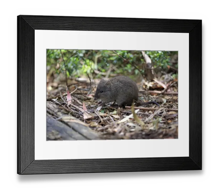 Framed Print : Long-nosed Potoroo (Potorous tridactylus) adult, foraging amongst leaf litter, South Australia, Australia, October Framed Print : Long-nosed Potoroo (Potorous tridactylus) adult, foraging amongst leaf litter, South Australia, Australia, October