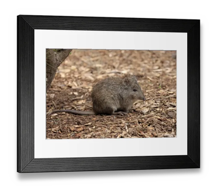 Framed Print : Long-nosed Potoroo (Potorous tridactylus) adult, sitting on ground, South Australia, Australia, October Framed Print : Long-nosed Potoroo (Potorous tridactylus) adult, sitting on ground, South Australia, Australia, October